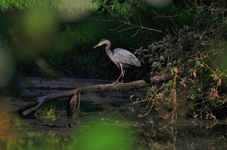 great blue heron on log